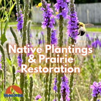 Native Plantings- 2025